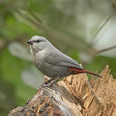 Lavender waxbill, by Charles J. Sharp