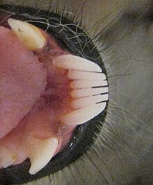 Détail des dents de la mâchoire inférieure d'un maki catta, montrant les six premières dents pointant vers l'extérieur plutôt qu'à la verticale comme les prémolaires (aux allures de canines) qui les suivent.