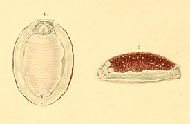 Lessonina ferruginea.