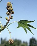 male and female flowers