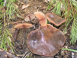 Agurkinė didpūslė (Macrocystidia cucumis)