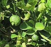 Mexican sweet lime at Mission Garden