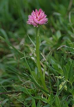 Mg-k d0804053 nigritella archiducis-joannis.jpg