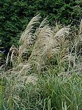 Miniatura para Miscanthus