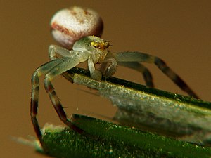 Un mâle aux pédipalpes renflés