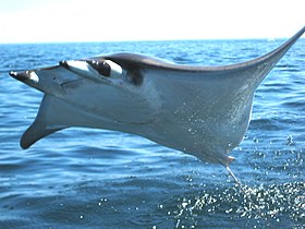 Mobula sp.