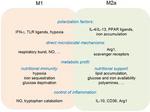 Vignette pour Polarisation du macrophage