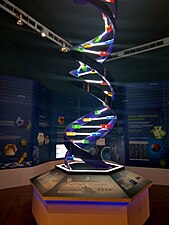 Doppelhelix: Modell der Desoxyribonukleinsäure (DNS)