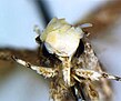 Kopf von „Neopalpa donaldtrumpi“