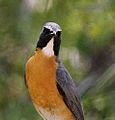 Male, showing white throat and rufous breast