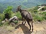 Nilgiri Tahr, Kerala.jpg