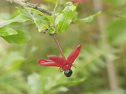 Ochna serrulata.