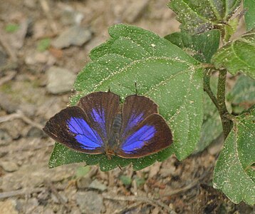 Dorsal view