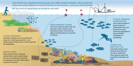 Overfishing can deplete key reef species and damage coral habitat. Coral reef fish are a significant food source for over a billion people worldwide. Overfishing threats to coral reefs.png
