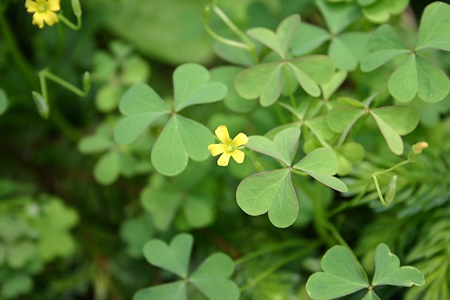 http://upload.wikimedia.org/wikipedia/commons/thumb/4/45/Oxalis_stricta_flowers_and_foliage_001.JPG/640px-Oxalis_stricta_flowers_and_foliage_001.JPG