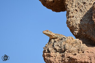 Lézard Paralaudakia caucasia en Azerbaïdjan occidental (Iran) en juillet 2017.