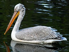 Pelecanus crispus