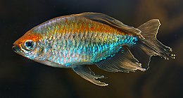 Konginė vaivorykštinė tetra (Phenacogrammus interruptus)