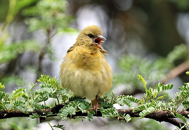 一隻伸出舌頭、雙腳交叉的雌性黑額織巢鳥。