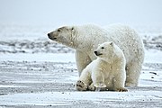 Polar bears have evolved unique features for Arctic life, including furred feet that have good traction on ice.