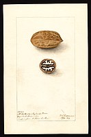 Image of the McCallister variety of pecans (scientific name: Carya illinoinensis), with this specimen originating in Washington, Wilkes County, Georgia, United States. (1904)