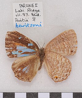 Poritia hewitsoni