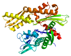 Протеин HSPA8 PDB 1atr.png