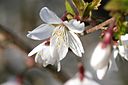 Prunus-incisa-flower-close