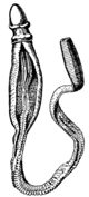 Balanoglossus, an example of a Hemichordata, represents an "evolutionary link" between invertebrates and vertebrates. Ptychodera flava in New Caledonia, from Encyclopaedia Britannica (1911).png