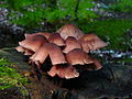 wohl Mycena haematopus