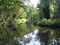 The River Wey at Moor Park