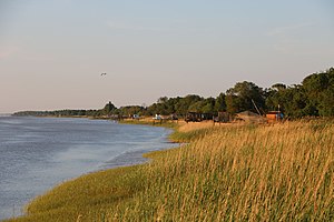 Roselière de Pauillac et carrelets sur l'estuaire de la Gironde, France.jpg