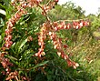 Rumex sagittatus plant Rumex sagittatus, vrugte, Groenkloof NR.jpg