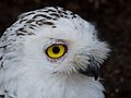 Schnee-Eule (Bubo scandiacus)