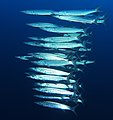 Cardume de Sphyraena qenie (Elphinstone Reef, Mar Vermelho.