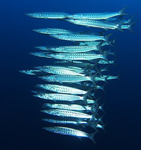 School of blackfin barracuda lined up in attack mode School of blackfin barracuda (sphyraena qenie).JPG