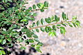 Foliage of the elm pre-bonsai