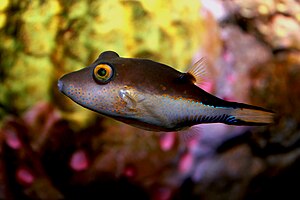 Canthigaster rostrata