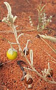 Buschtomate (Solanum centrale, Solanum chippendalei, Solanum vescum, und der Känguruapfel)