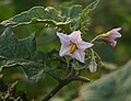 Solanum umtuma