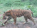 South China tiger pacing at the zoo