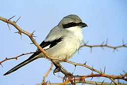 260px Southern grey shrike