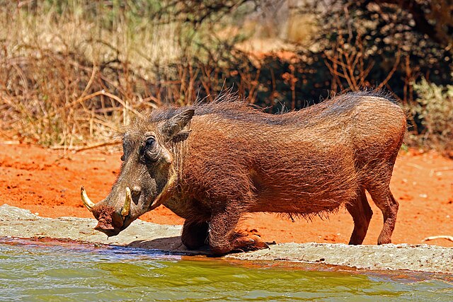 Самец бородавочника (Phacochoerus africanus) на водопое