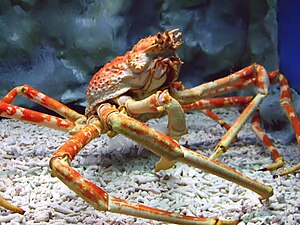 Spider crab at manila ocean park.jpg