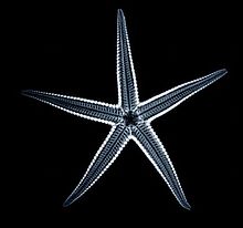 Starfish Roentgen X-Ray 01 Nevit.jpg