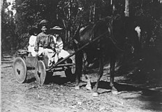 A horse-drawn, spoke-less, wheeled and wood-made wagon, close to what was used in the Pontic-Caspian steppe around 3500-2500 BC. Here in Queensland, 1900. StateLibQld 2 157835 Party of three young women in a horsedrawn wagon on the road to Buderim Mountain, Queensland, 1900-1910.jpg