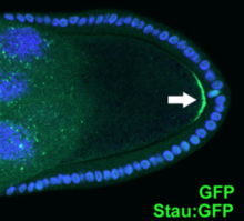 Polarized localization of Staufen protein (white arrow) in Drosophila stage 9 oocyte (Stau:GFP, DAPI). Stauffen Yu etal.png