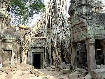 Higuera estranguladora, Ta Prohm Angkor.