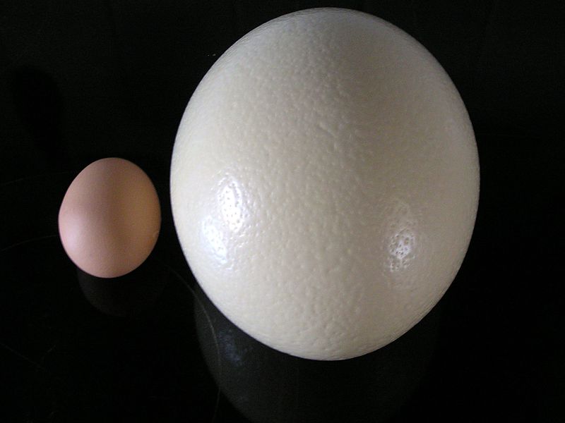 Ostrich egg (right), compared to chicken egg (left)