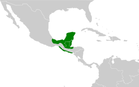 Distribución geográfica del pijuí centroamericano.